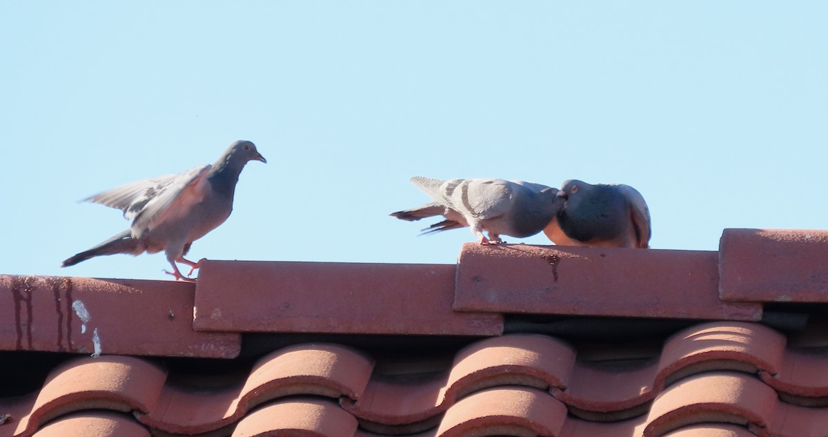 Rock Pigeon (Feral Pigeon) - ML618452906