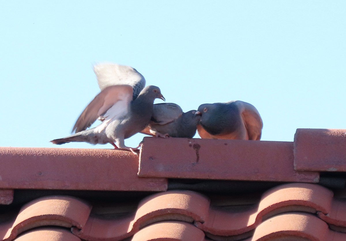 Rock Pigeon (Feral Pigeon) - ML618452908