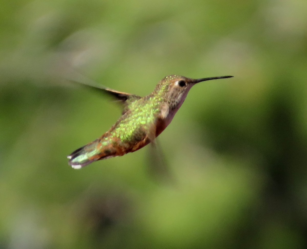 Rufous/Allen's Hummingbird - ML618452925