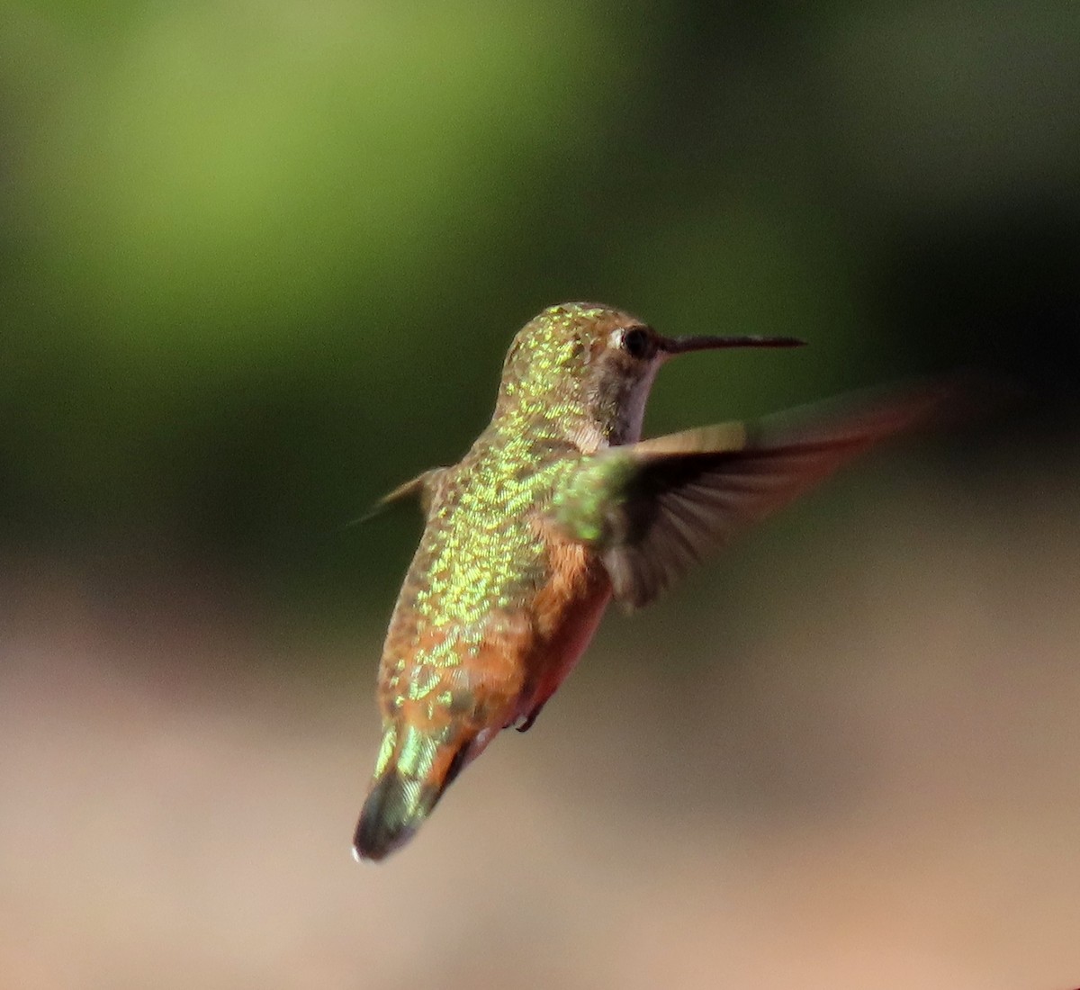 Rufous/Allen's Hummingbird - ML618452931