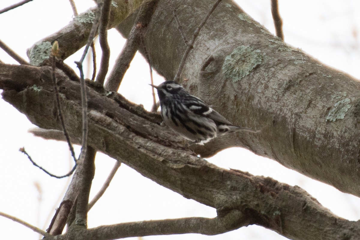 Black-and-white Warbler - ML618452958