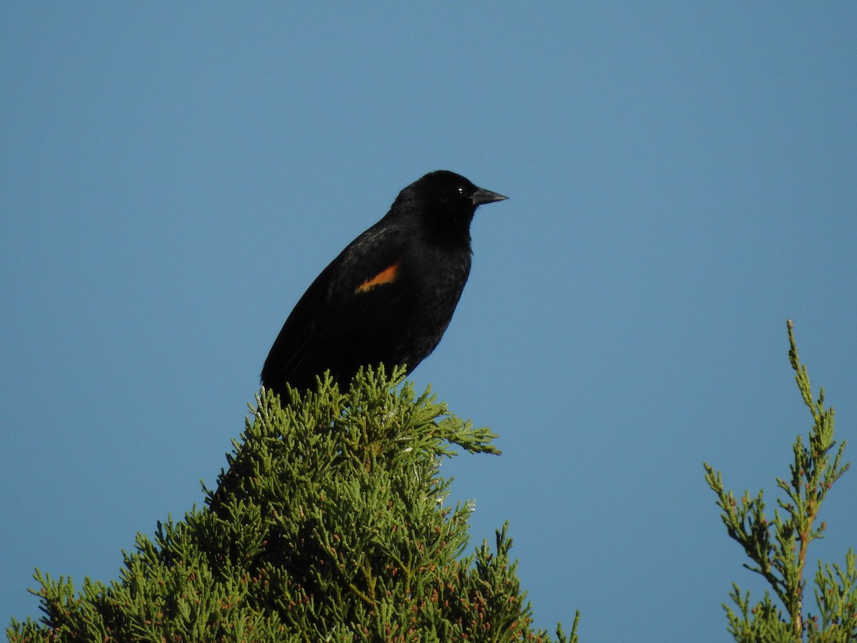 Red-winged Blackbird - ML618453011