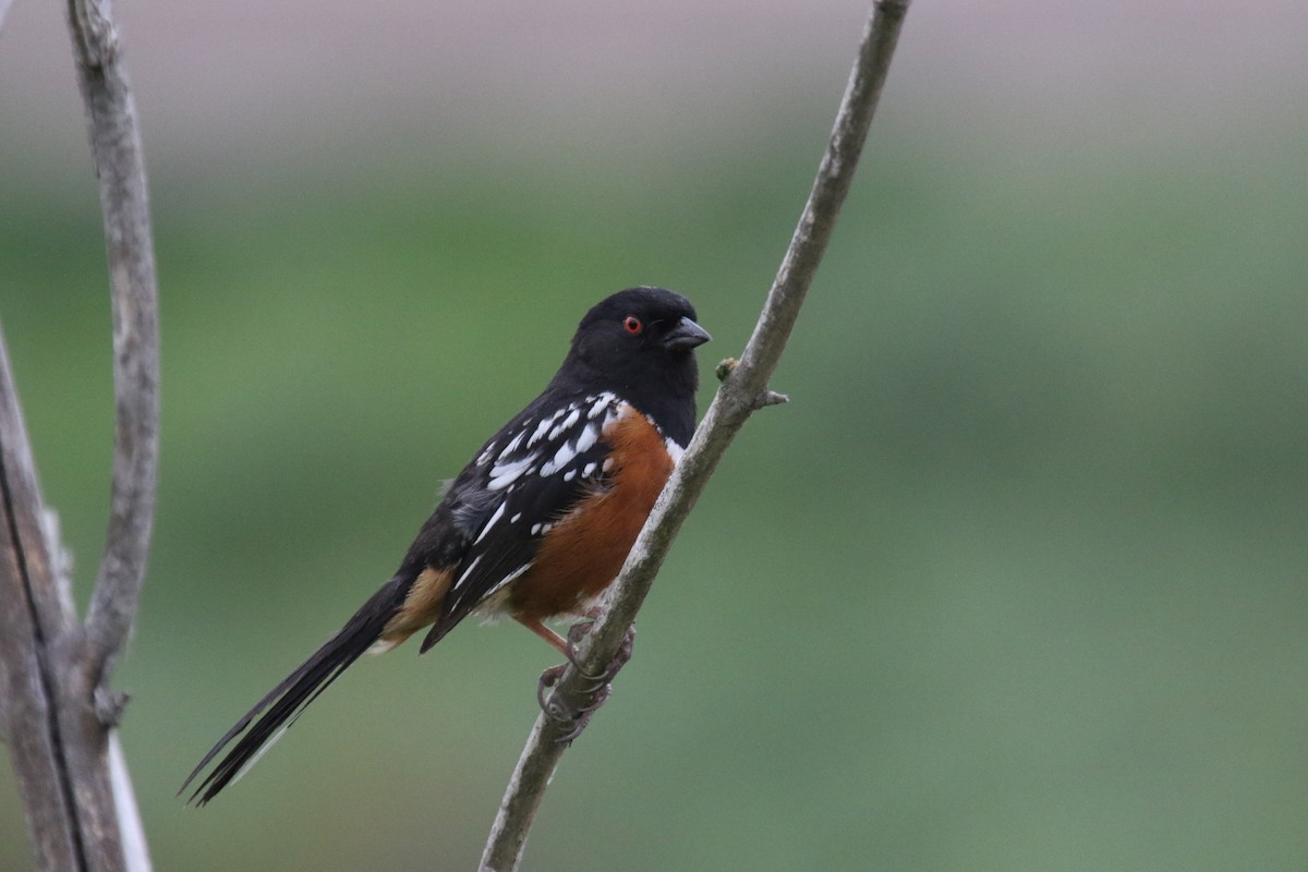 Spotted Towhee - ML618453022