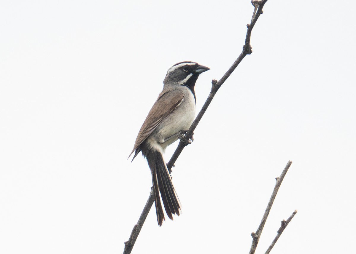 Black-throated Sparrow - ML618453039