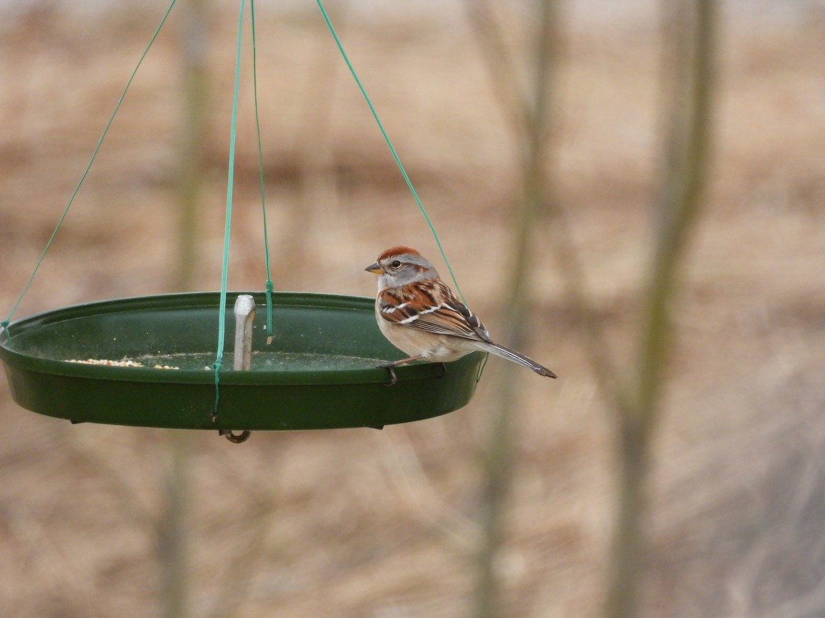 American Tree Sparrow - ML618453046