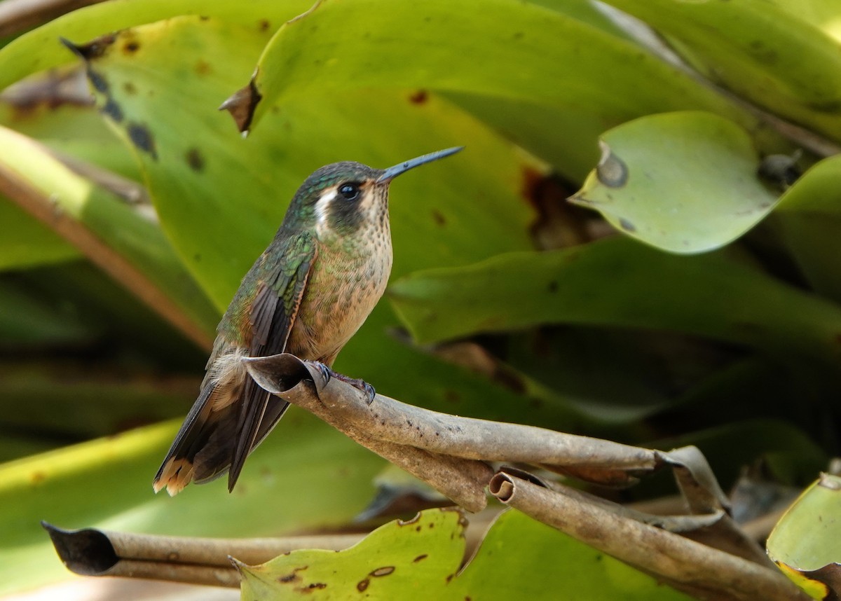 Speckled Hummingbird - ML618453053