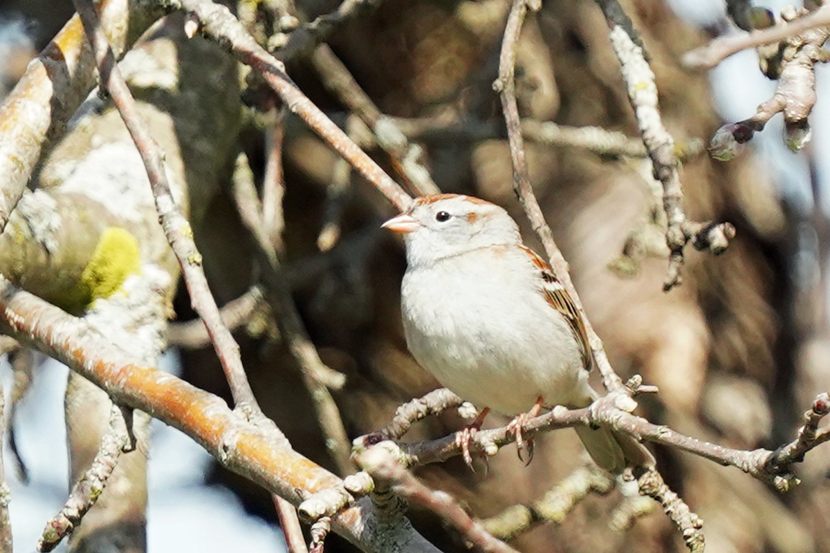 Field Sparrow - ML618453085