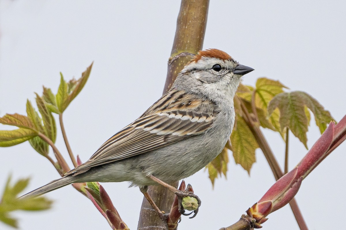 Chipping Sparrow - ML618453097