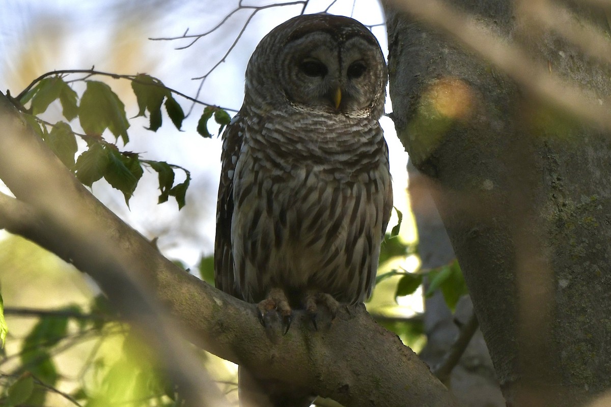 Barred Owl - ML618453101