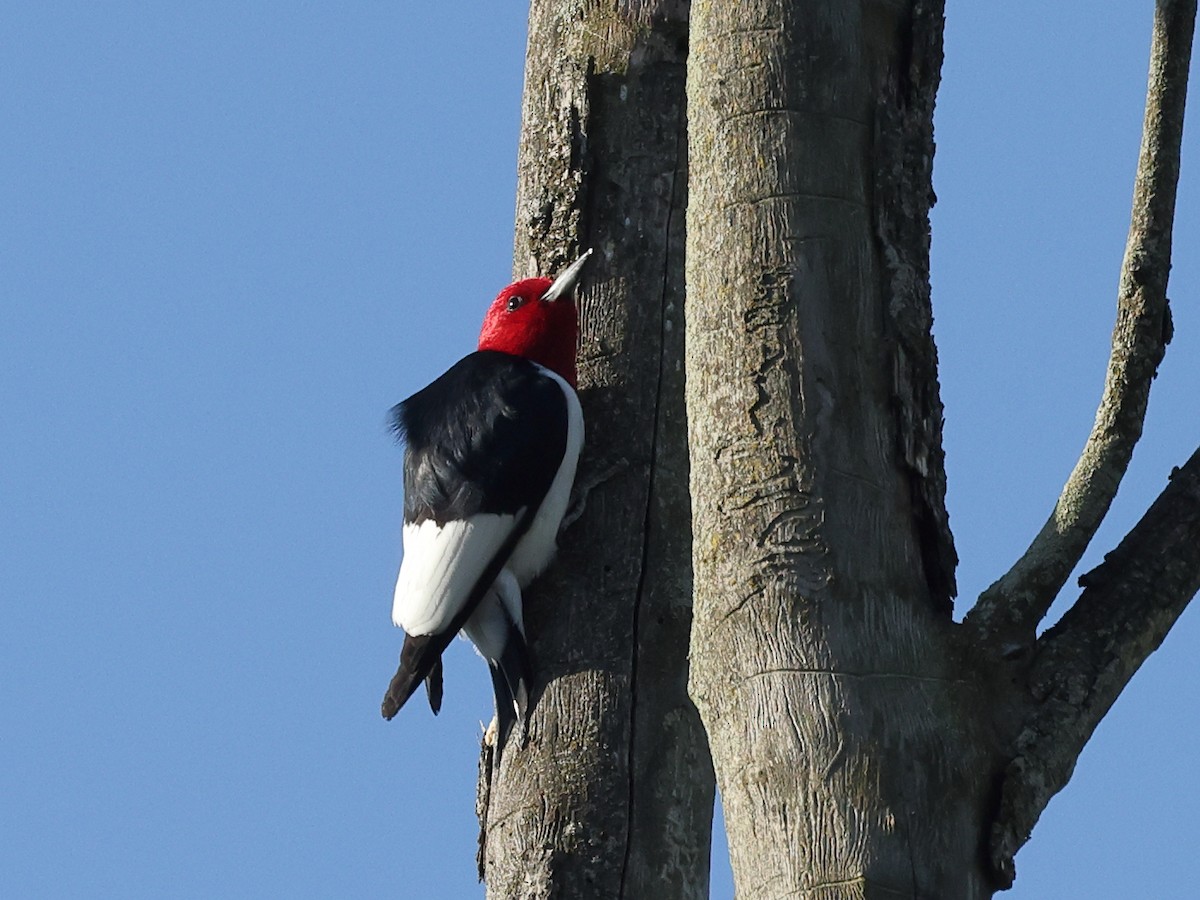 Red-headed Woodpecker - ML618453160