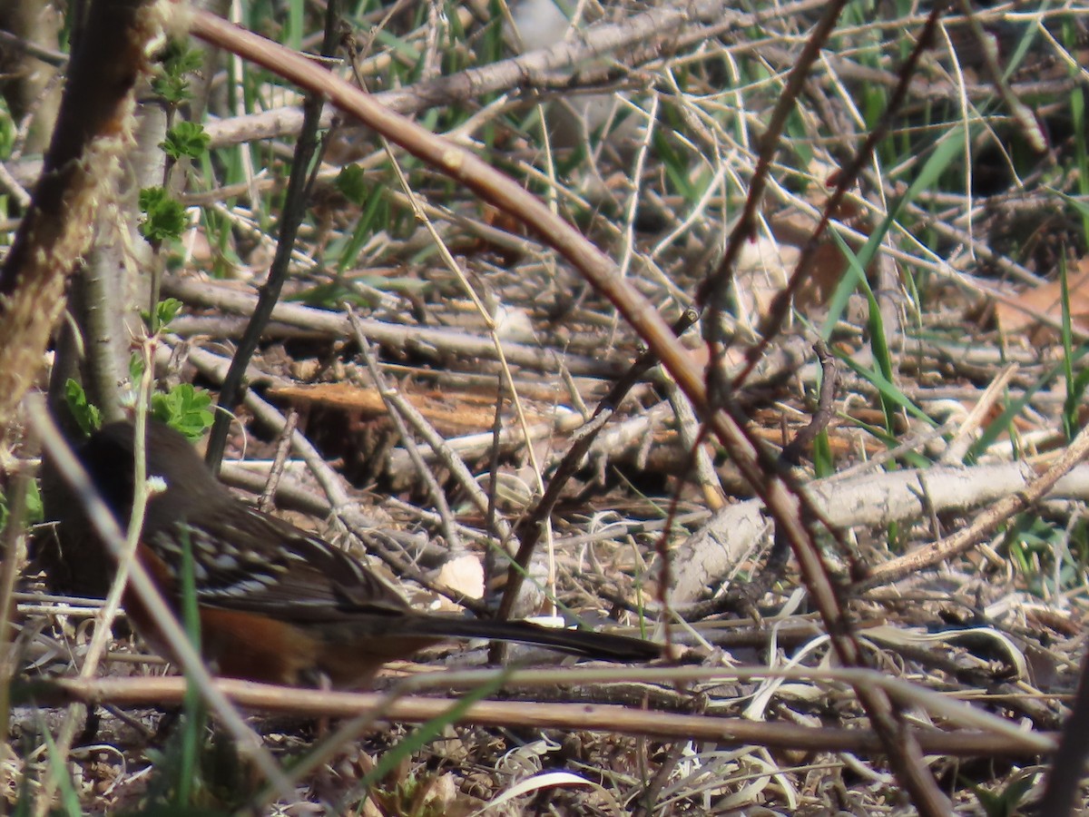 Spotted Towhee - ML618453163