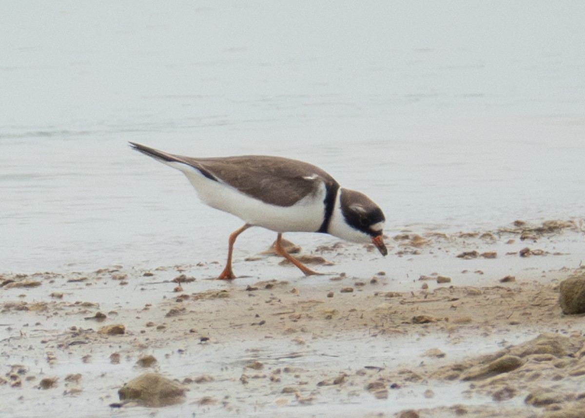 Semipalmated Plover - ML618453303