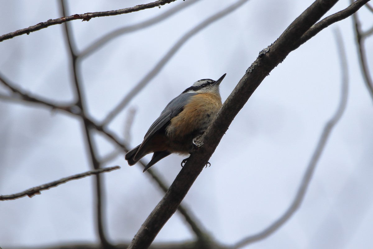Red-breasted Nuthatch - ML618453372