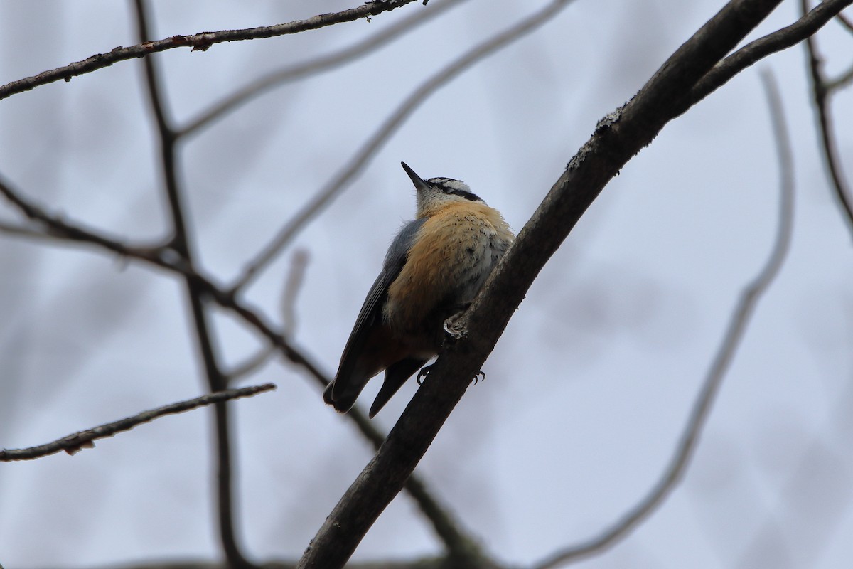 Red-breasted Nuthatch - ML618453374