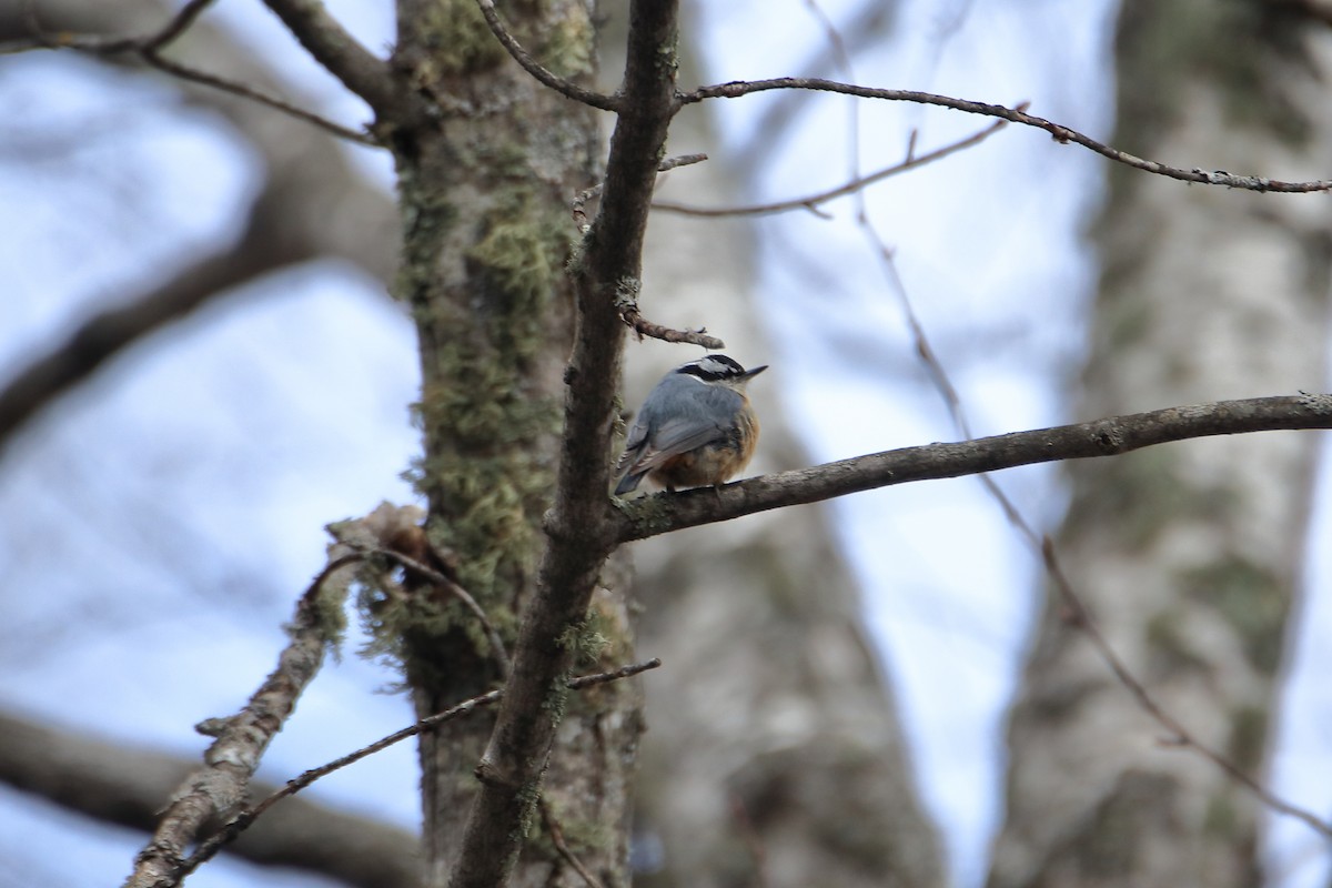 Red-breasted Nuthatch - ML618453376