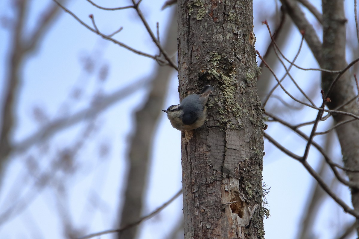 Red-breasted Nuthatch - ML618453382