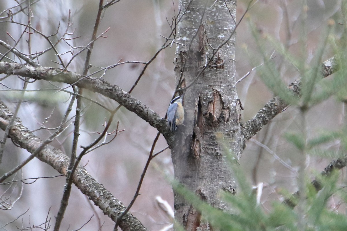 Red-breasted Nuthatch - ML618453388