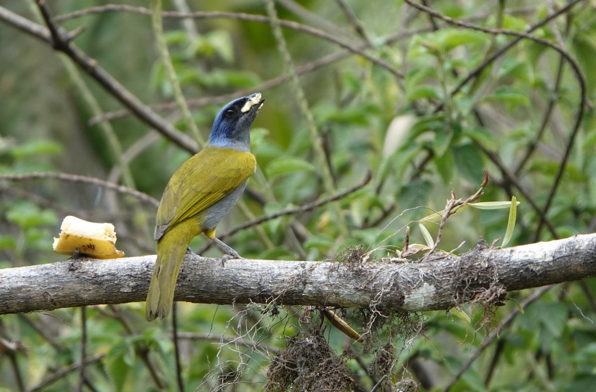 Blue-capped Tanager - ML618453391