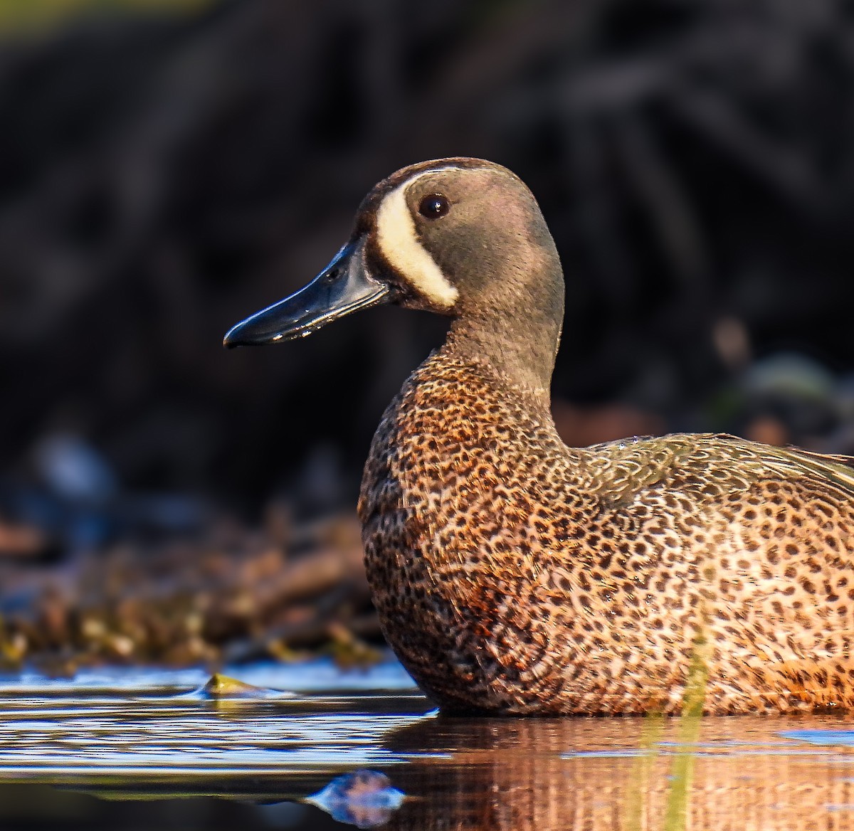 Blue-winged Teal - ML618453395