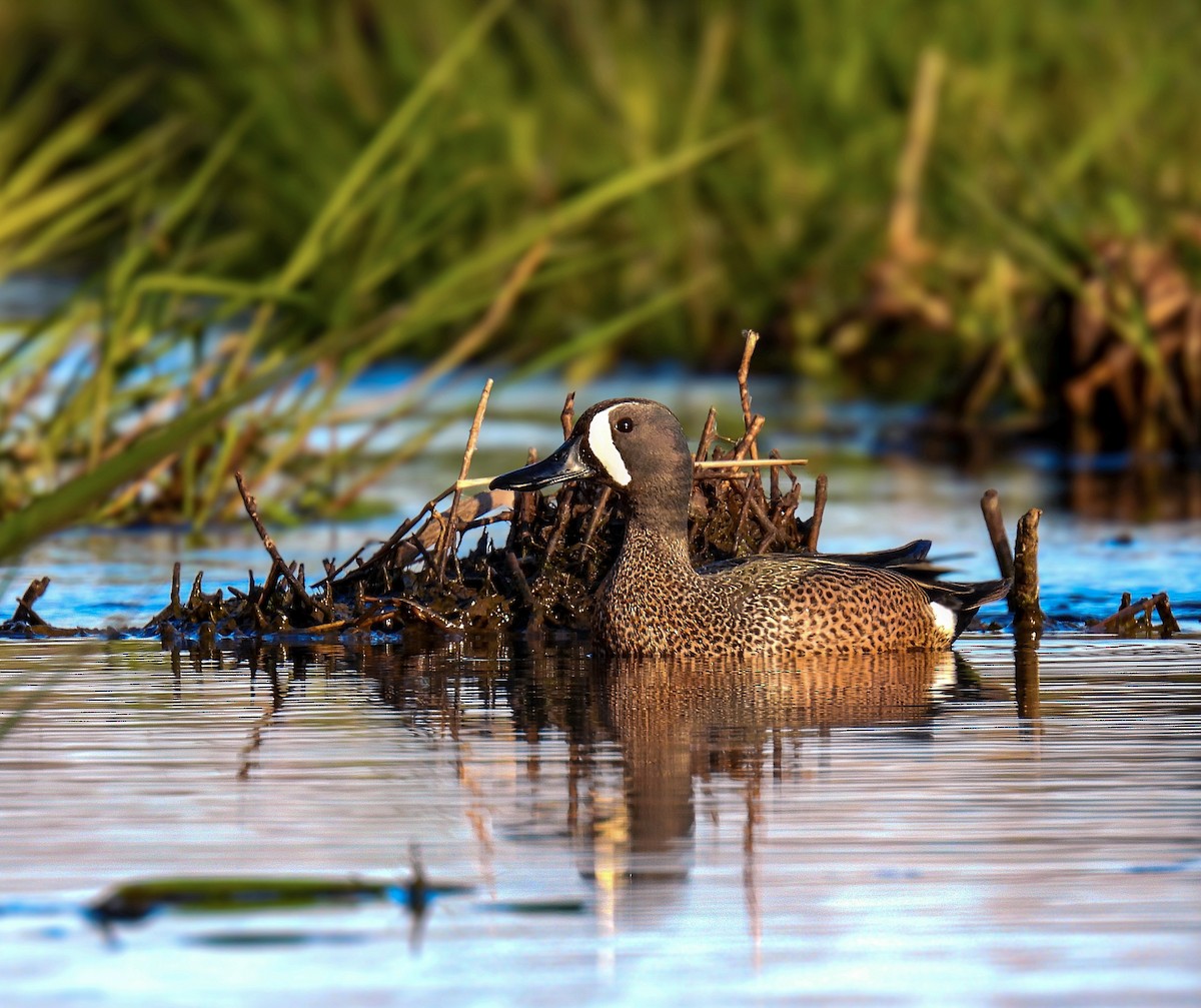 Blue-winged Teal - ML618453396