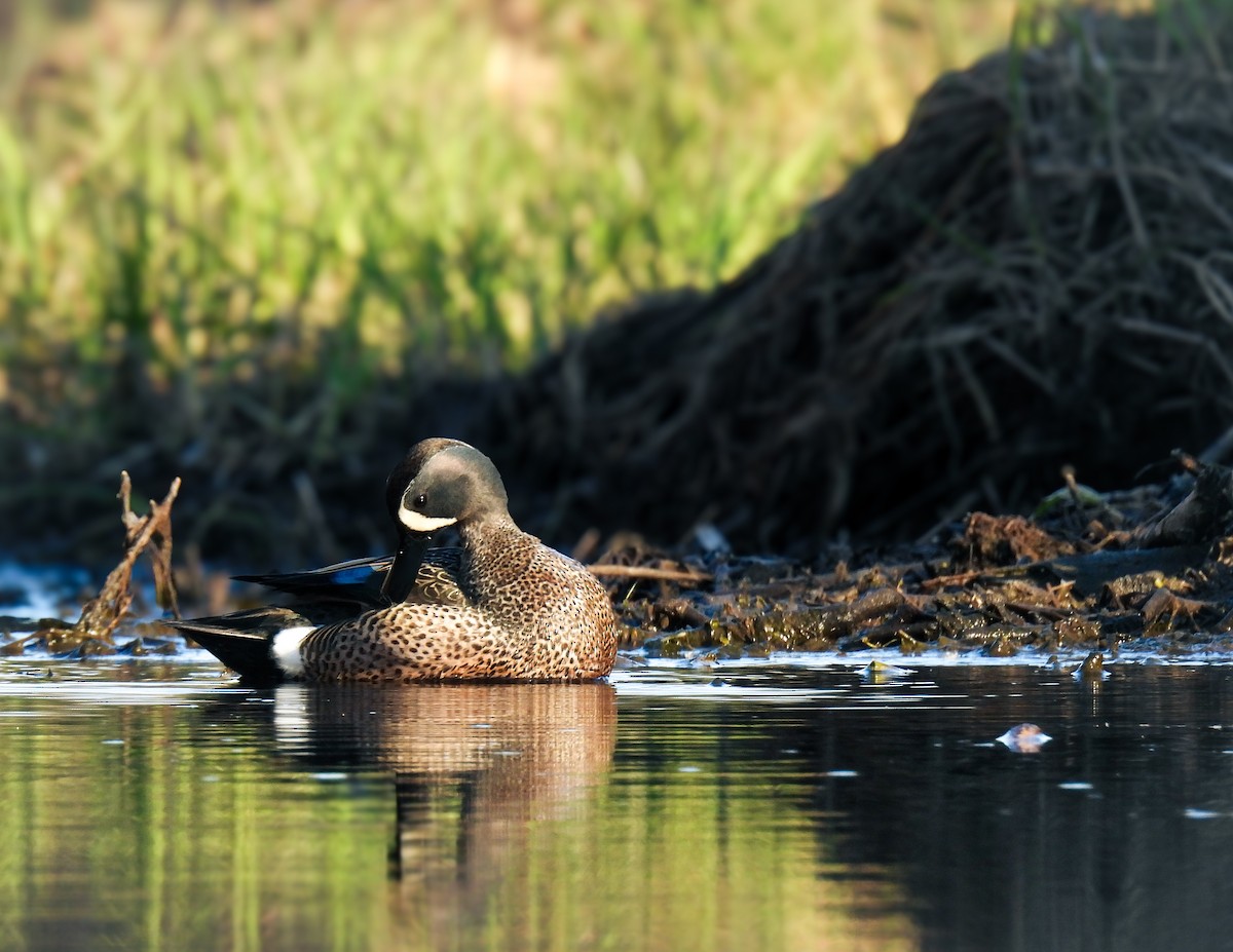 Blue-winged Teal - ML618453399