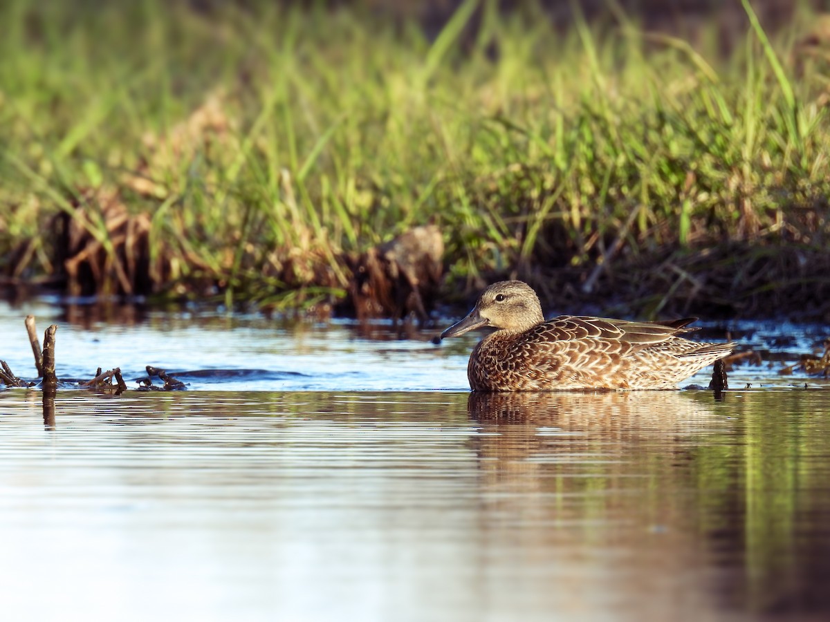 Blue-winged Teal - ML618453400