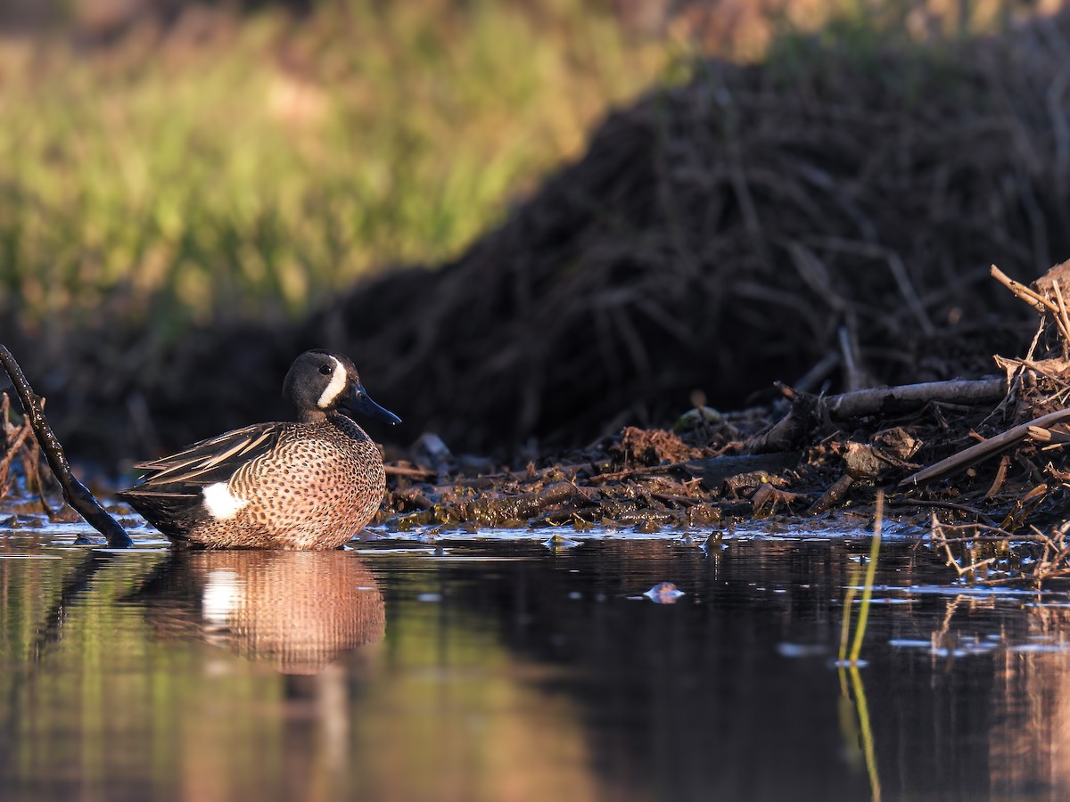 Blue-winged Teal - ML618453401