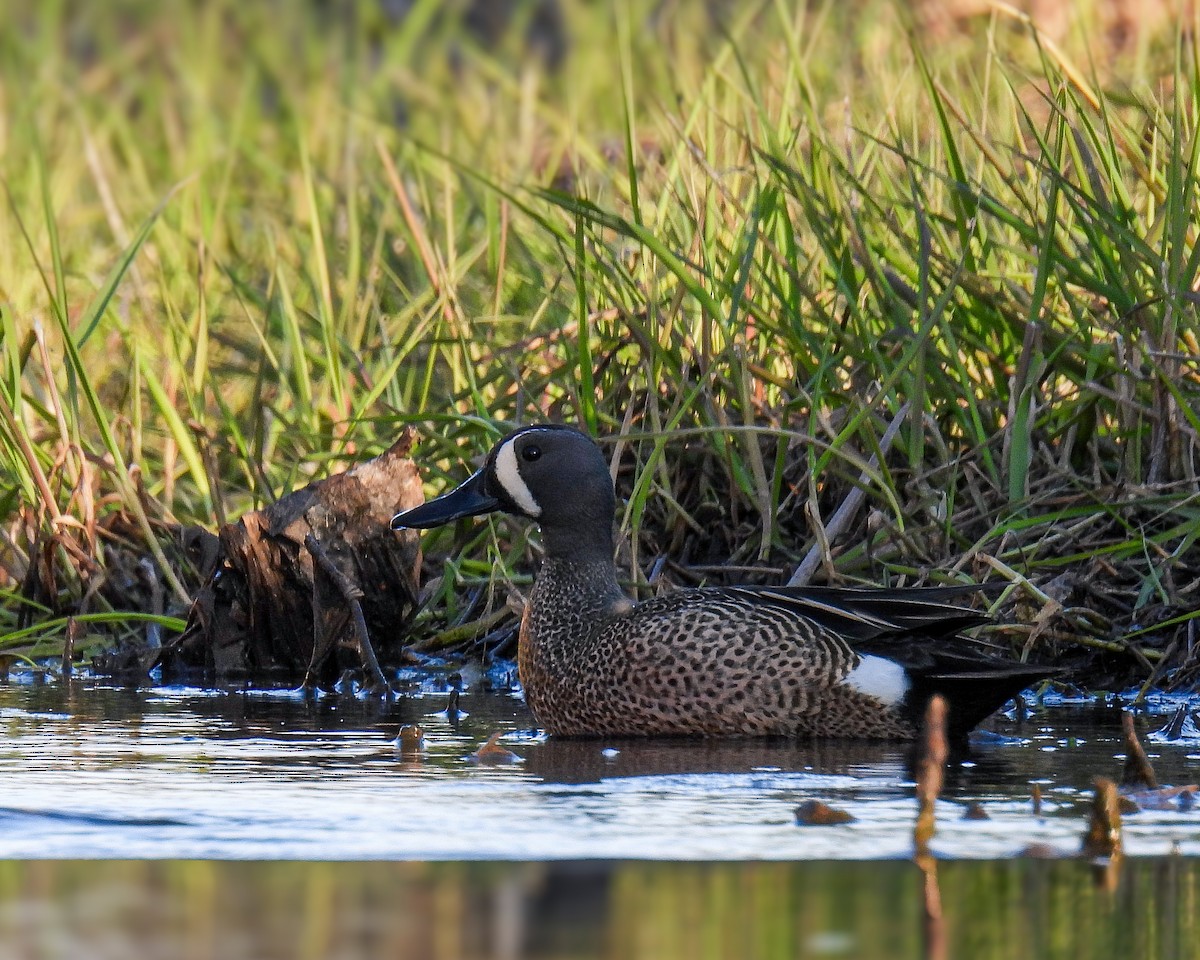Blue-winged Teal - ML618453402