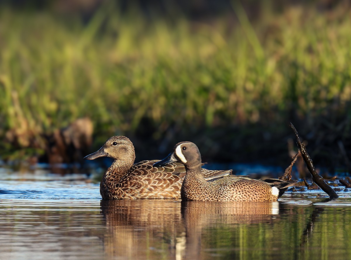 Blue-winged Teal - ML618453403