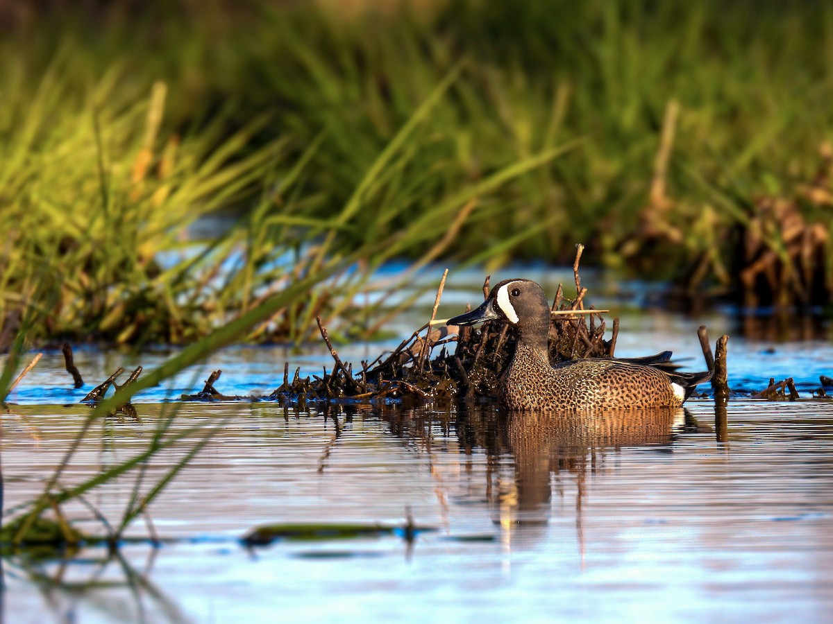 Blue-winged Teal - ML618453404