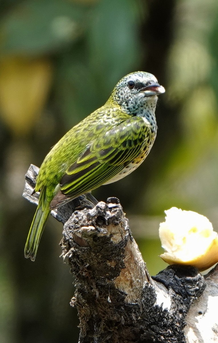 Spotted Tanager - ML618453428