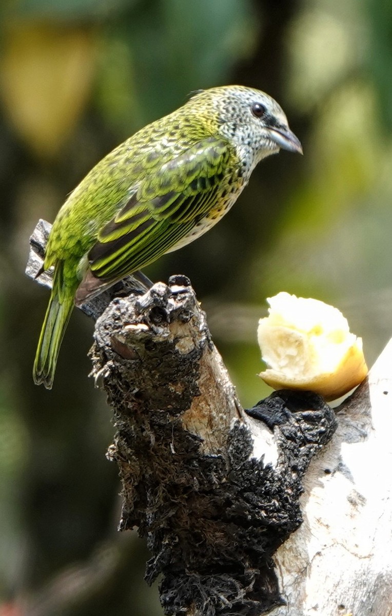 Spotted Tanager - ML618453429