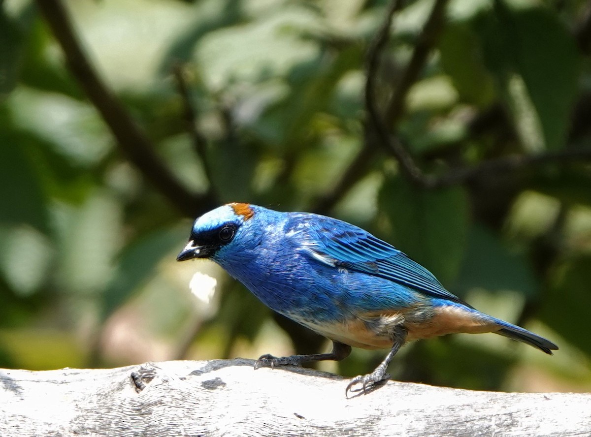 Golden-naped Tanager - ML618453459