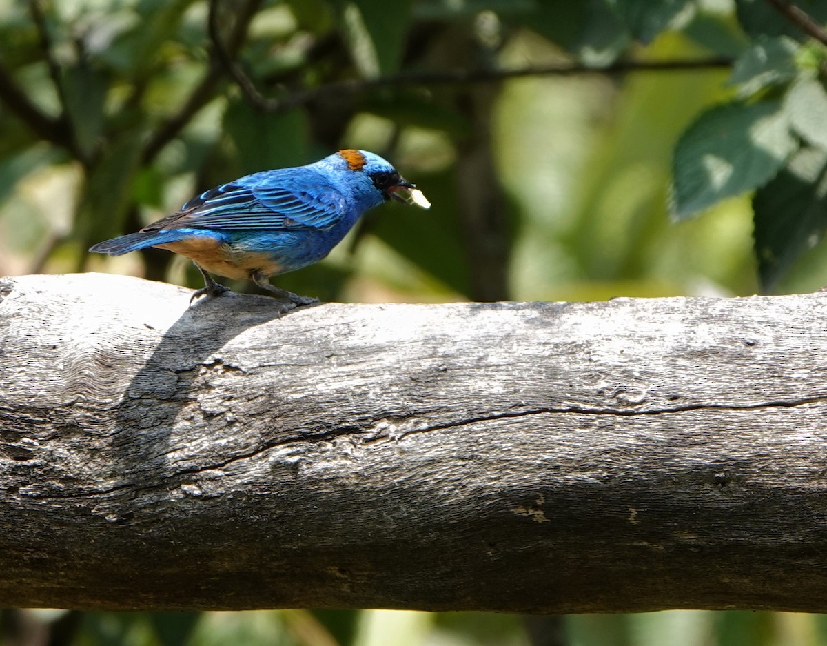 Golden-naped Tanager - ML618453460
