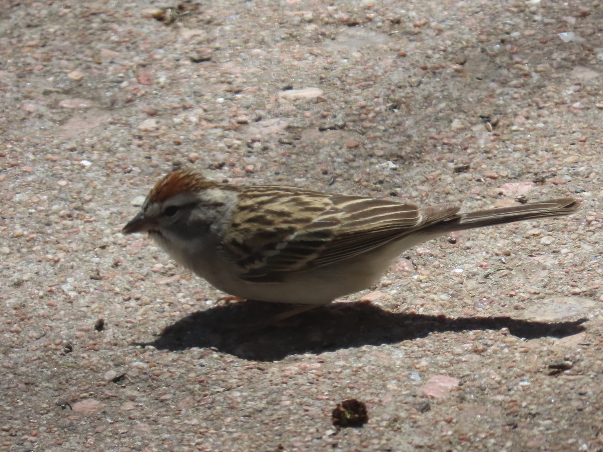 Chipping Sparrow - ML618453494