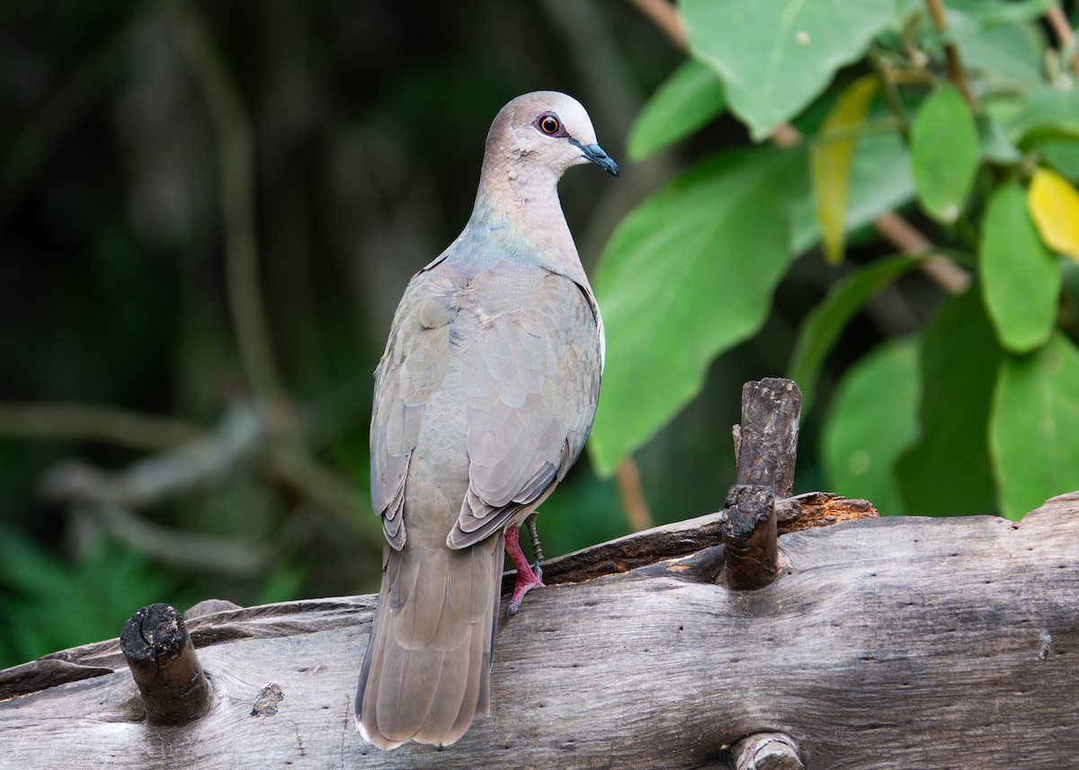 White-tipped Dove - Andrew Bates