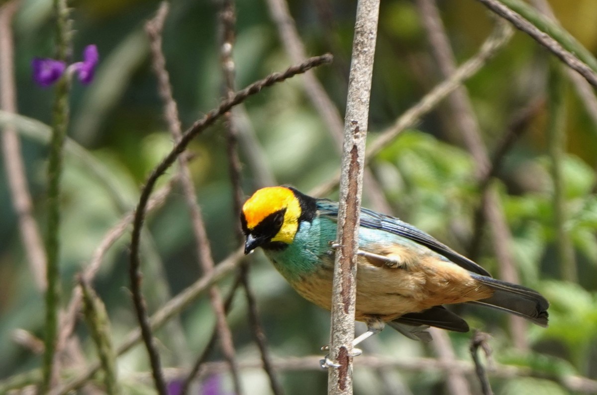 Saffron-crowned Tanager - ML618453533