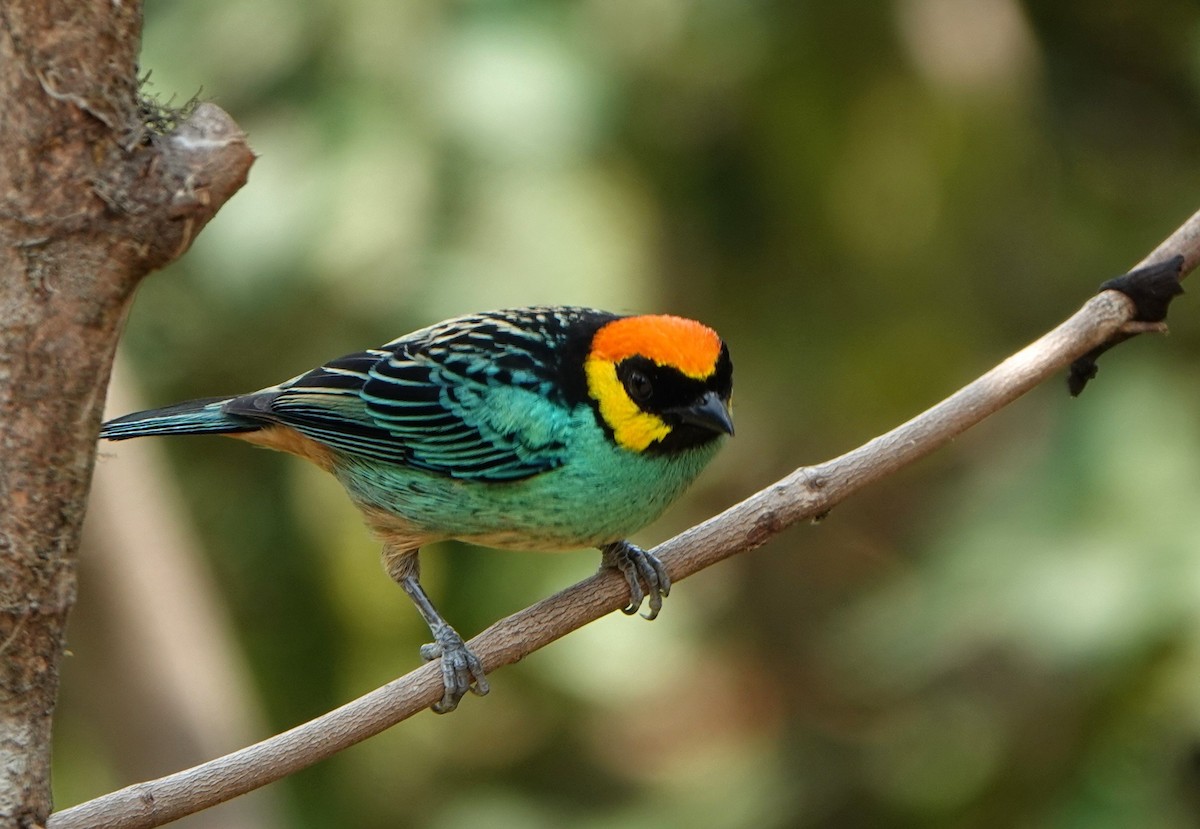 Saffron-crowned Tanager - ML618453534