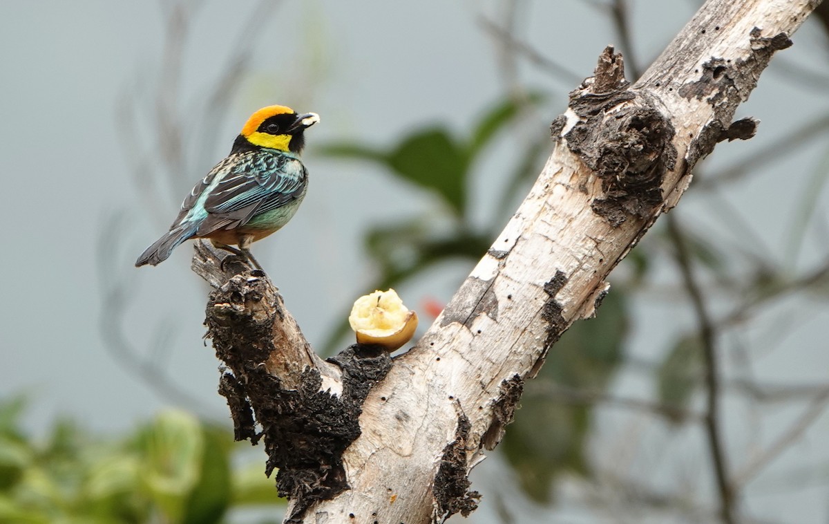 Saffron-crowned Tanager - ML618453535
