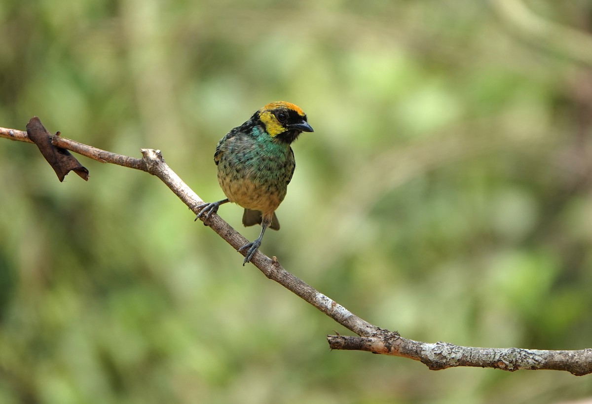 Saffron-crowned Tanager - ML618453537