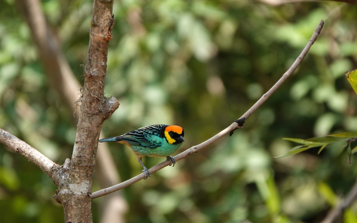 Saffron-crowned Tanager - ML618453538