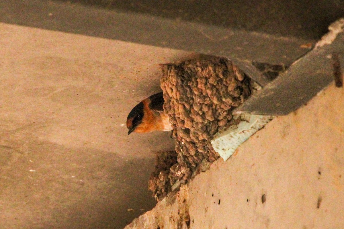 Cave Swallow - ML618453575