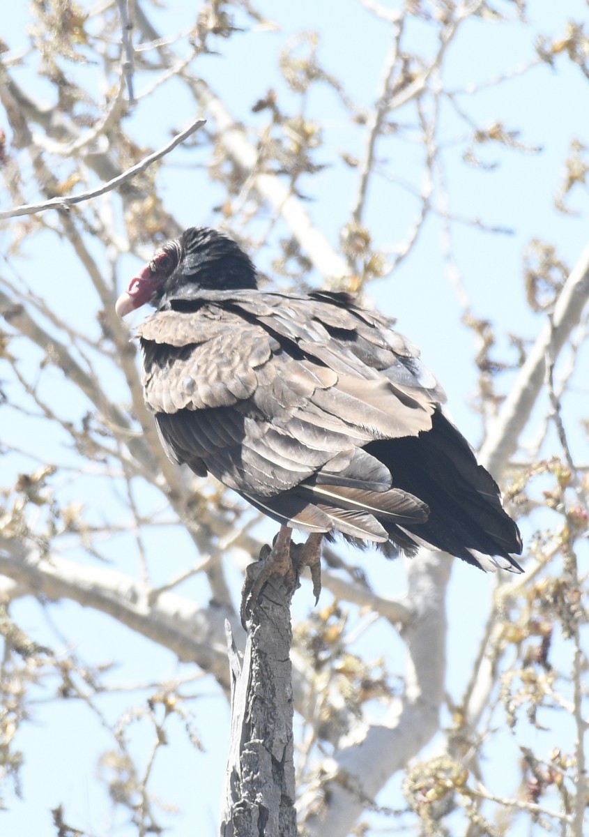 Turkey Vulture - ML618453583