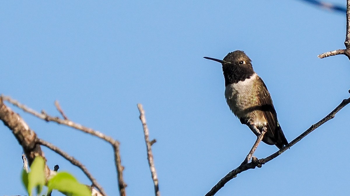 Black-chinned Hummingbird - ML618453607