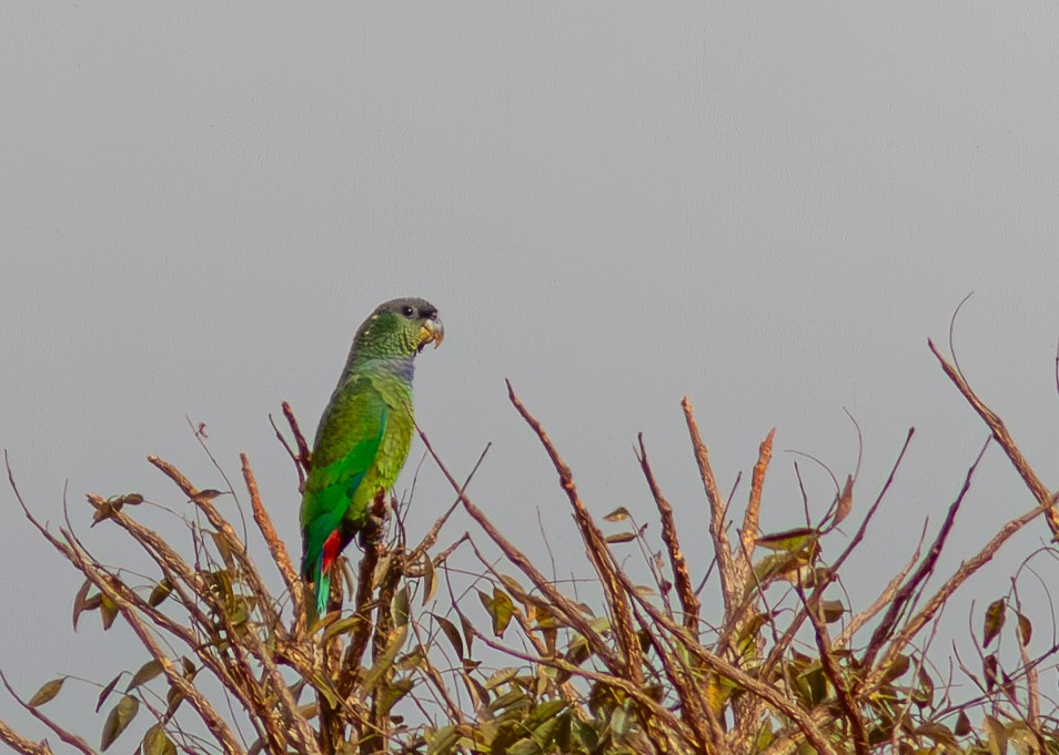 Scaly-headed Parrot - ML618453642