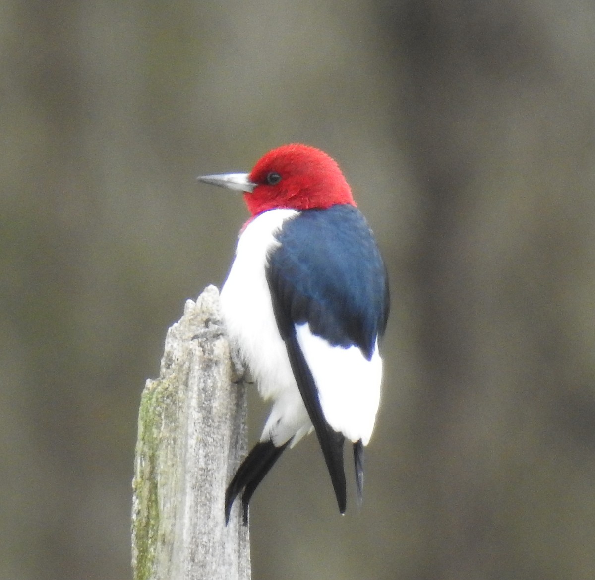 Red-headed Woodpecker - ML618453643