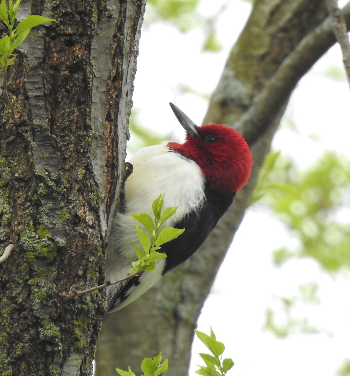 Red-headed Woodpecker - ML618453657