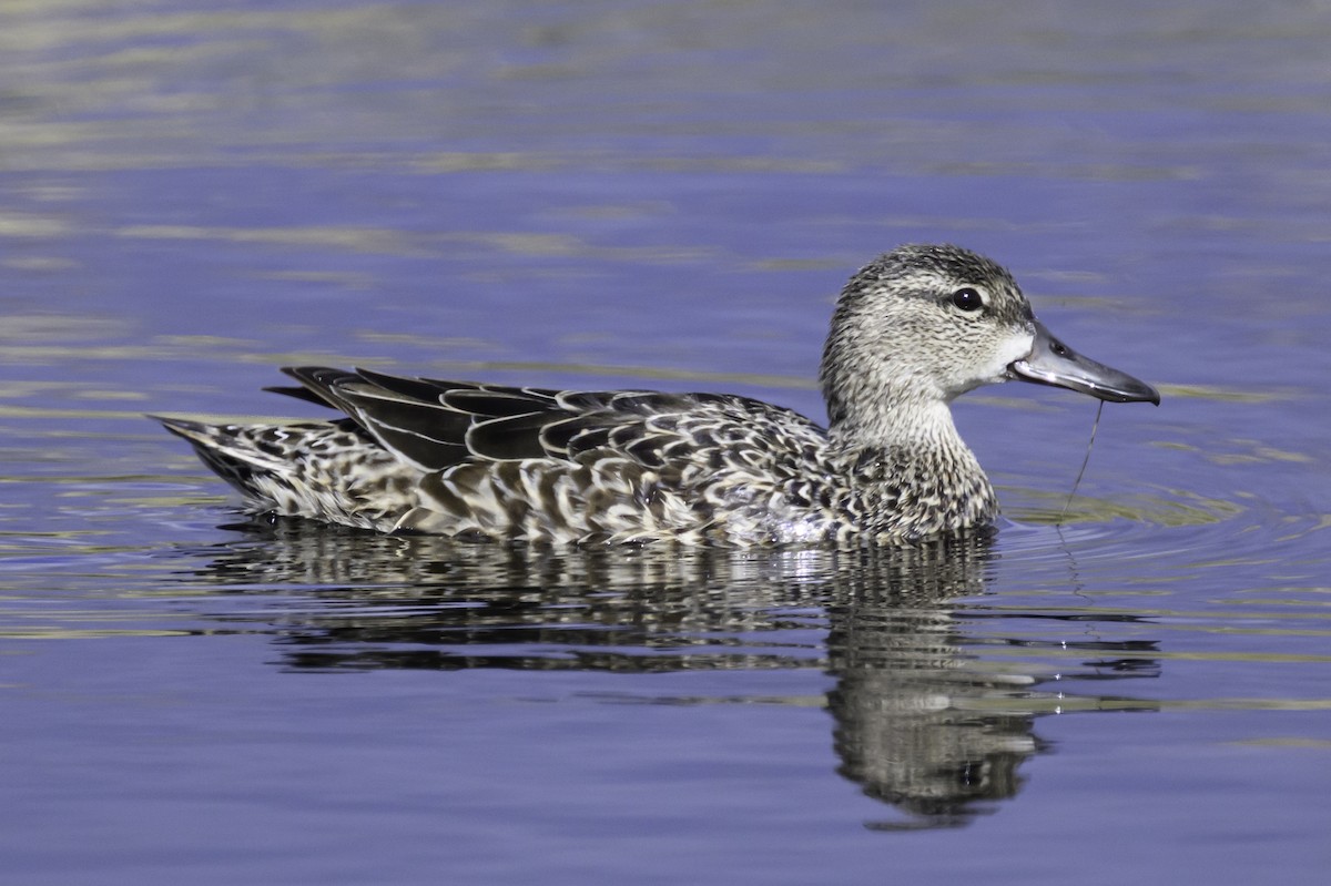Blue-winged Teal - ML618453664