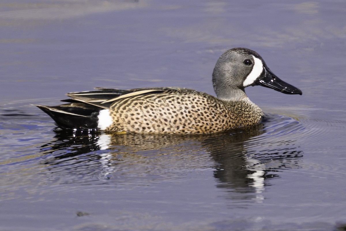 Blue-winged Teal - ML618453665