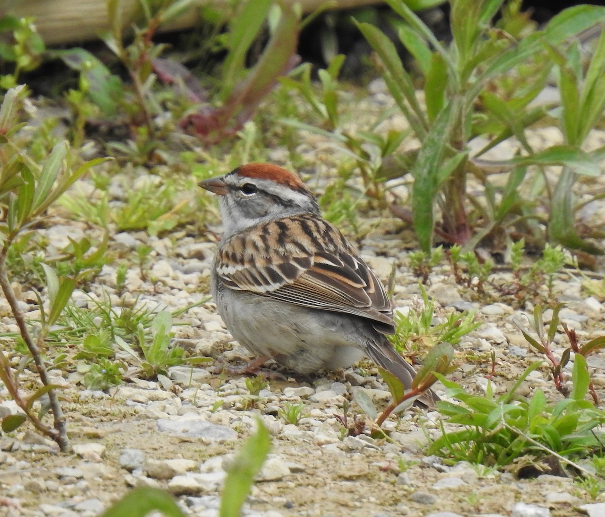 Chipping Sparrow - ML618453679